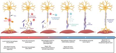 The application of collagen in the repair of peripheral nerve defect